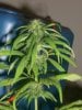 grow pix 002a.jpg