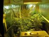 week 3 flowering 001.jpg