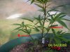 clone plants 002.jpg