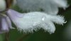 Salvia_divinorum_flower_detail.jpg