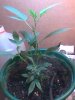 clone day 35 3-1.jpg