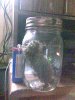 molly bud in jar 1.jpg