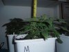 first real grow 006.jpg