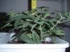 first real grow 004.jpg