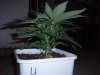 first real grow 009.jpg