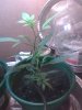 clone day 35 3-2.jpg