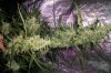 1st grow week 9 007.jpg