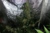 1st grow week 9 009.jpg