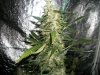 1st grow week 9 002.jpg