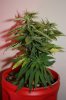 Day 5 of flowering 011.jpg