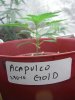 Acapulco Gold (3).jpg