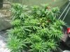 Big Blue Start of Flowering.jpg