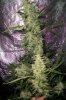 1st grow week 9 007.jpg