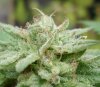 macro bud shot 3 .jpg