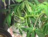 G.G bagseed clone clipping.jpg