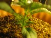 Day 12 - Plant 1 Side.jpg