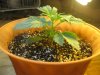 Day 13 - Plant 2.jpg