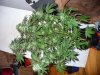 mypotplants 002.jpg