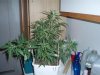 1 week 12-12-grow 007.jpg