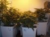 1 week 12-12-grow 002.jpg