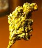 Bill's CCK Nug1.jpg