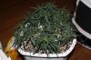 Day 9 of flowering 013.jpg