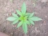 weedy 8-28-10,,,,3 half weeks 002.jpg