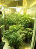 week 3 flowering 009.jpg