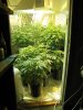 week 3 flowering 011.jpg