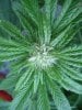 Big Blue budsite suagr mo.jpg