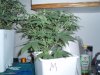 1 week 12-12-grow 006.jpg