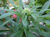 roof top grow 016.jpg