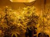 sour diesel, great white, day 18 002.jpg