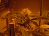 sour diesel, great white, day 18 009.jpg