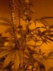 sour diesel, great white, day 18 003.jpg