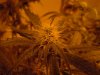 sour diesel, great white, day 18 011.jpg