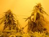 sour diesel, great white, day 18 014.jpg