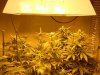 sour diesel, great white, day 18 008.jpg