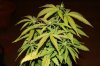 Day 13 of flowering 014.jpg