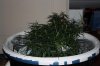 day 14 of flowering 007.jpg