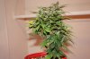 day 14 of flowering 012.jpg