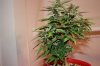 day 14 of flowering 013.jpg