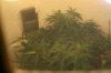 day 14 of flowering 005.jpg