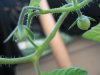 Organic tomatoes in greenhouse.jpg