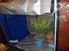 veg boxtent 004.jpg