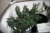 Day 19 of flowering 006.jpg