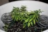 Day 19 of flowering 003.jpg