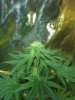 week4flowering 001.jpg