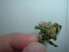 Little Hermies Bud.jpg