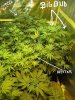 week 3 flowering 003.jpg